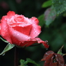 花便り　- 雨の薔薇園（ギャラリー用）６ -