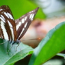 コミスジ　IMG_4538tr