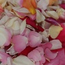 バラの花びら摘み