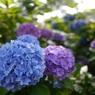 山門周辺の紫陽花