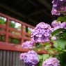 朱と紫陽花