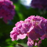 ７月の紫陽花