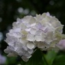真っ白紫陽花