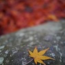岩上紅葉
