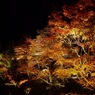 夜紅葉