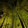 夜の竹林