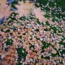 緑×紅葉
