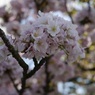城の桜