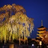 不二桜と五重塔