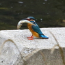 カワセミ　③　７月７日