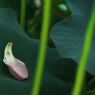 大賀蓮 (14)