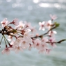 大阪の桜