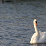 A86H8226