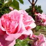 rose garden 07