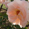 rose garden 11