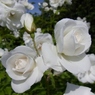 rose garden12