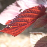 赤芋虫。