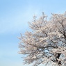 ただの桜