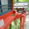 もみじ発見