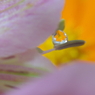 Flower in the drop  -Orenge-
