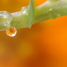 Flower in the drop  -Orenge- #02