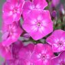 花笠。