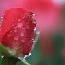 花便り　- 雨の薔薇園（ギャラリー用）９ -