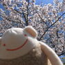 ラッションと快晴の桜