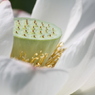 淡い蜂の巣。