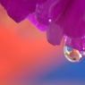 Flower in the drop  -Blue&Red-