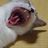 あががが