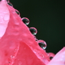 花便り　- 雨の薔薇園（ギャラリー用）１３ -