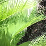 Green Comb