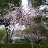 桜？の木