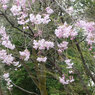 桜の木