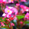 近所の花