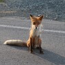 キタキツネ