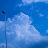 夏雲