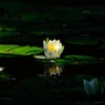 夏の光３