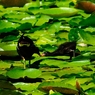 夏の光４