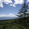 summer tree