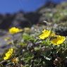 山頂の花園