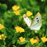 花園で舞う