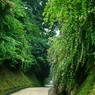 萩の坂　若かりし頃　想い出し　鎌倉萩情報Ⅱ(ご参考）