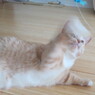 高速ネコパンチ