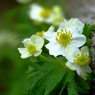 山に咲く花　駒ヶ岳