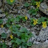 山に咲く花　駒ヶ岳