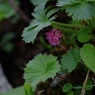 山に咲く花　駒ヶ岳