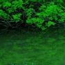 水鏡