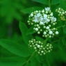 山に咲く花　駒ヶ岳